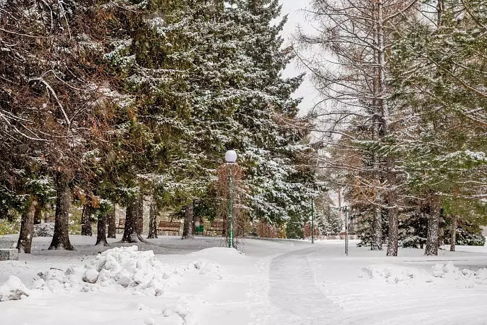 Лесопарковая зона 19 Га